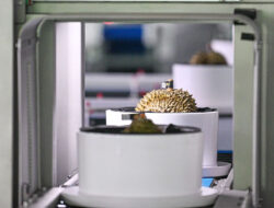 Mengintip Cara Kerja Penyortir Durian Bertenaga AI yang Mulai Beroperasi di Sanya, China
