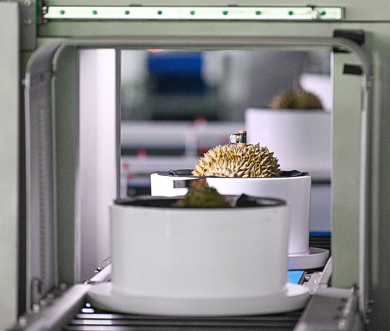 Cara Kerja Penyortir Durian Bertenaga AI