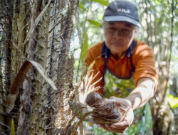 Manis dan Asam Buah Salak Indonesia yang Memikat Lidah Masyarakat China