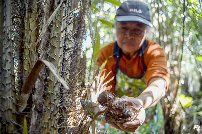 Buah Salak Indonesia yang Memikat Lidah Masyarakat China
