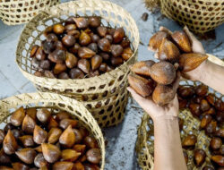Menengok Kesibukan Petani Memanen Buah Salak di Desa Wonokerto, Yogyakarta