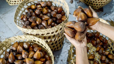 Memanen Buah Salak di Desa Wonokerto