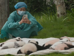 Menengok Debut Bayi Panda Raksasa Lucu nan Menggemaskan di Chengdu, China