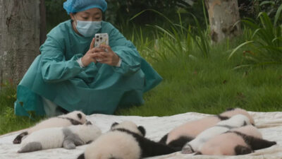 Menengok Debut Bayi Panda Raksasa Lucu nan Menggemaskan di Chengdu, China
