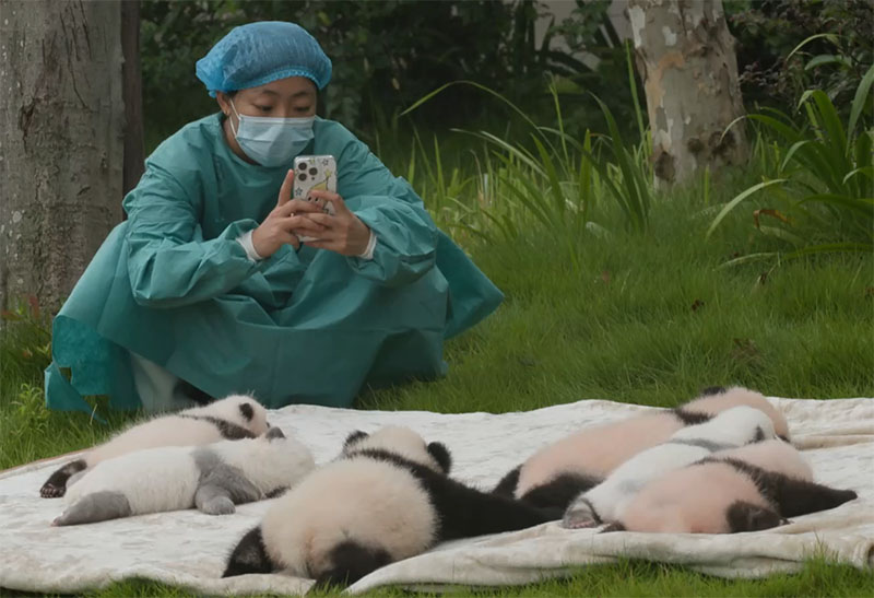 Menengok Debut Bayi Panda Raksasa Lucu nan Menggemaskan di Chengdu, China