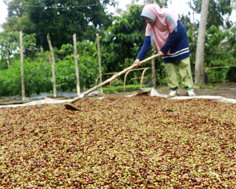 Menengok Panen Kopi Robusta di Aceh