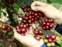 Menengok Panen Kopi Robusta di Aceh