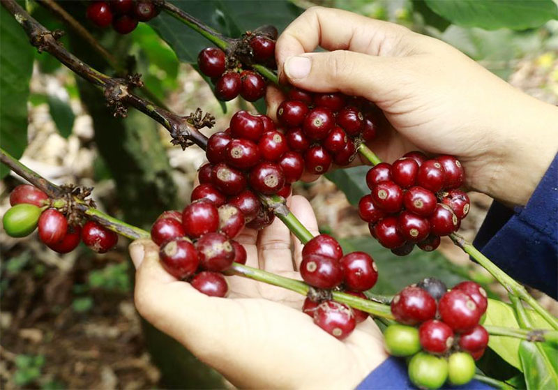 Menengok Panen Kopi Robusta di Aceh