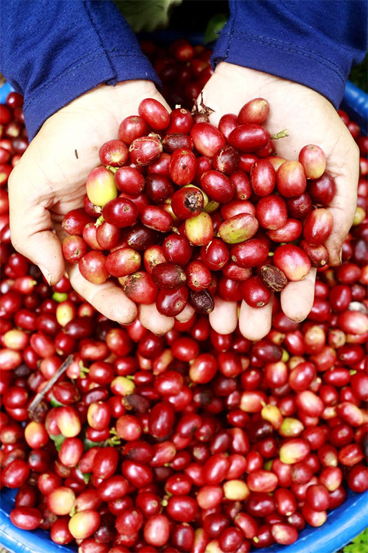 Menengok Panen Kopi Robusta di Aceh