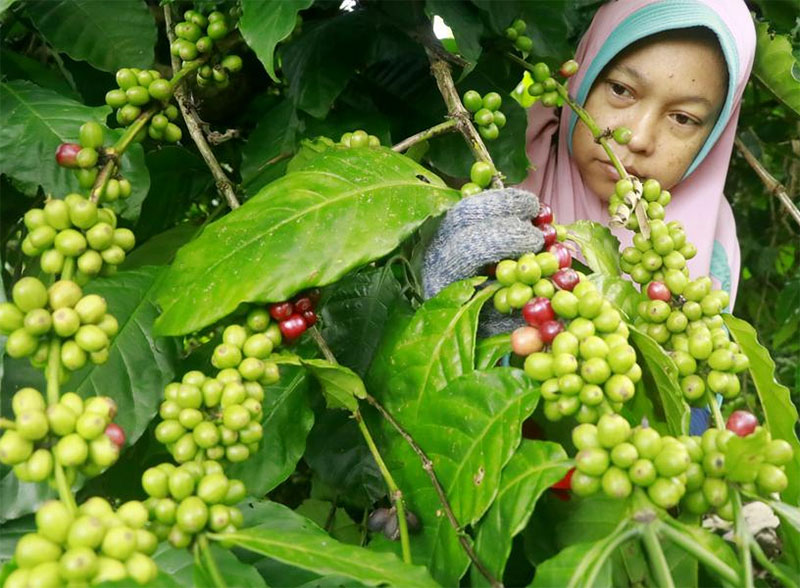 Menengok Panen Kopi Robusta di Aceh