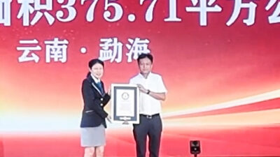 China Pecahkan Rekor Dunia Guinness untuk Perkebunan Teh Kuno Terbesar