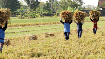 Menilik Kerja Sama Pangan China-Indonesia di Tengah Ambisi Swasembada Pangan Prabowo