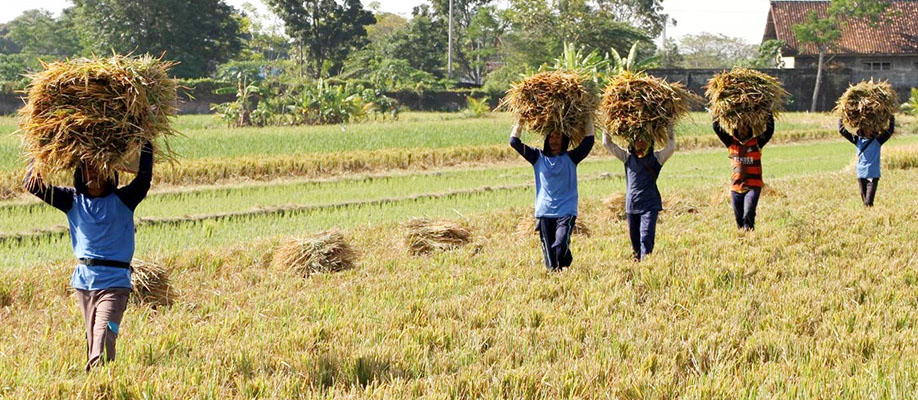 Menilik Kerja Sama Pangan China-Indonesia di Tengah Ambisi Swasembada Pangan Prabowo