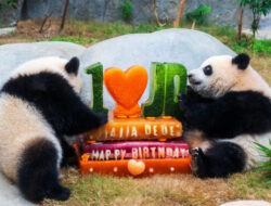 Mengintip Perayaan Ulang Tahun Pertama Panda Kembar Jia Jia dan De De di Hong Kong