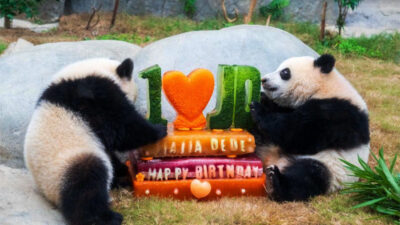 Mengintip Perayaan Ulang Tahun Pertama Panda Kembar Jia Jia dan De De di Hong Kong