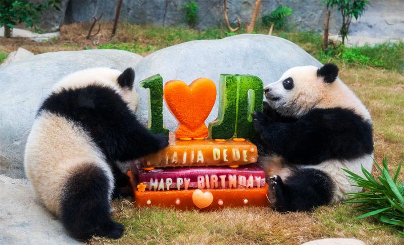 Mengintip Perayaan Ulang Tahun Pertama Panda Kembar Jia Jia dan De De di Hong Kong
