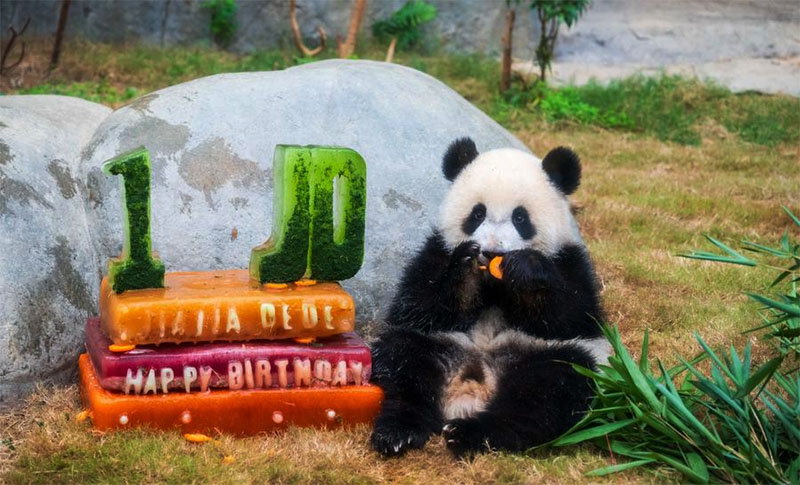 Mengintip Perayaan Ulang Tahun Pertama Panda Kembar Jia Jia dan De De di Hong Kong