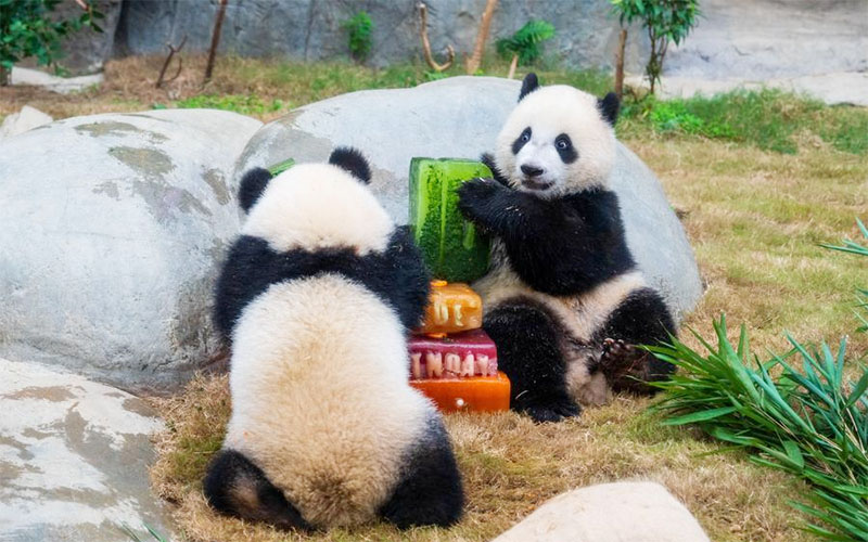 Mengintip Perayaan Ulang Tahun Pertama Panda Kembar Jia Jia dan De De di Hong Kong