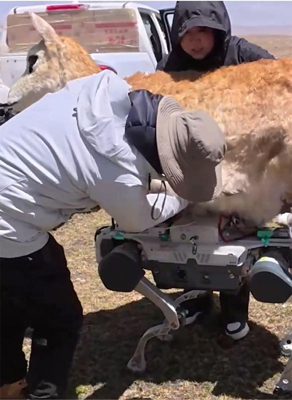 Robot Penjaga Ditempatkan di Tengah Kawanan Antelop Tibet di China