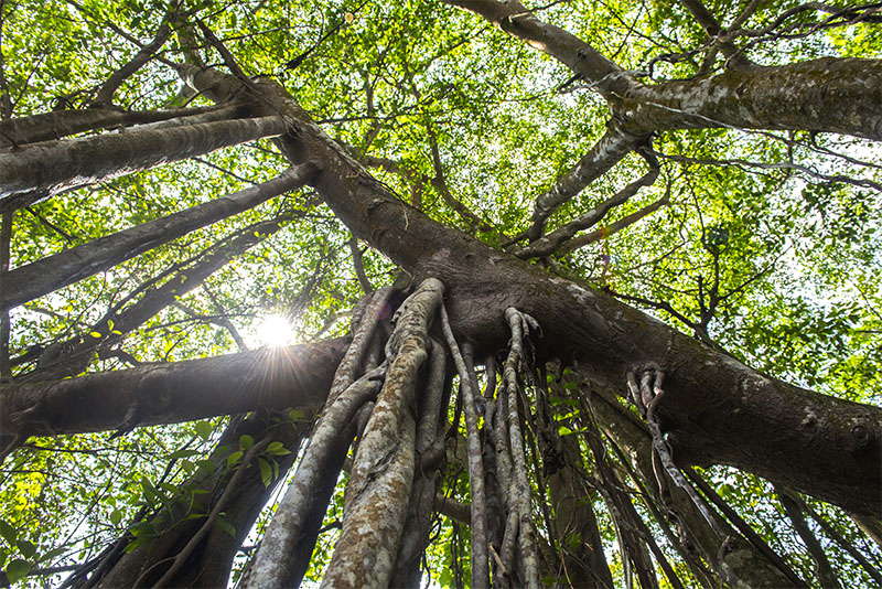 Legenda Pulau Kemaro sebagai Simbol Harmoni dan Budaya Tionghoa di Sumatera Selatan