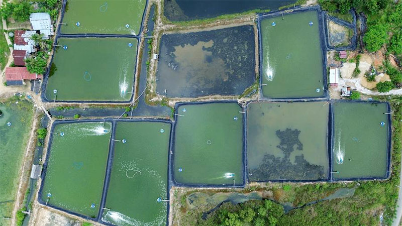 Menilik Tambak Udang di Lhokseumawe, Aceh