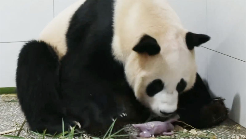 Mengintip Lucunya Bayi Panda Kembar yang Baru Lahir