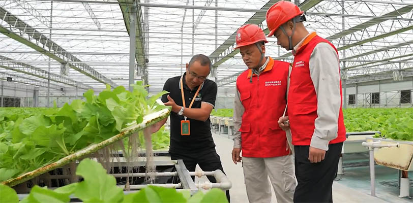 Budi Daya dengan Aerosol: "Pabrik Tanaman" di China Tingkatkan Hasil Panen 5-10 Kali Lipat