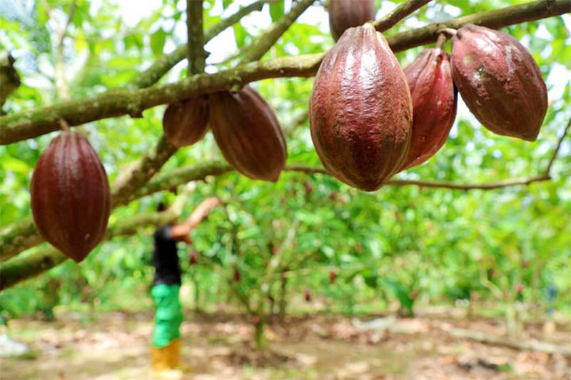 Menilik Proses Pengolahan Kakao di Tengah Penguatan Hilirisasi Komoditas Perkebunan di Indonesia