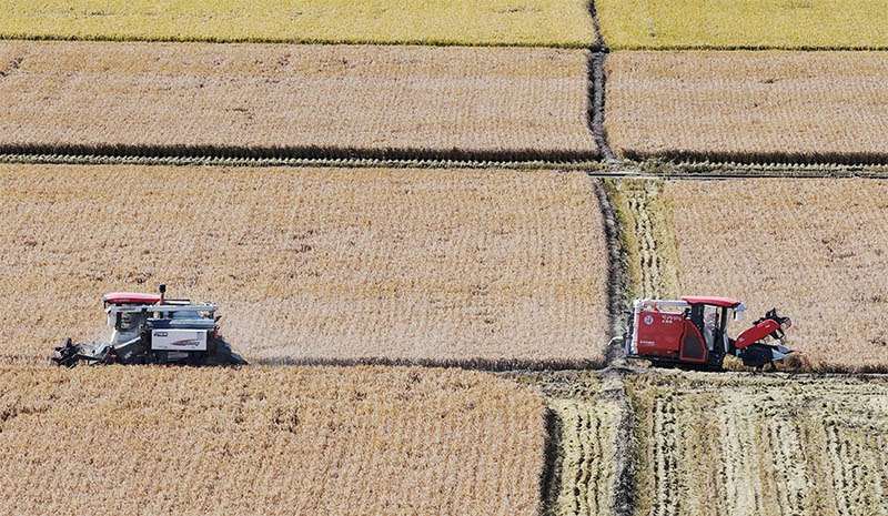 GLOBALink: Mengintip Suasana Panen di "Lumbung Padi" Heilongjiang, China