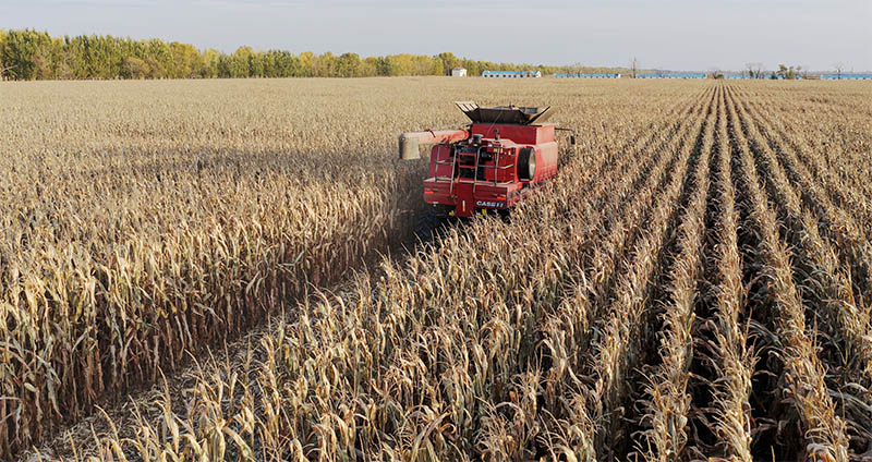 GLOBALink: Mengintip Suasana Panen di "Lumbung Padi" Heilongjiang, China