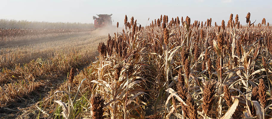 GLOBALink: Mengintip Suasana Panen di "Lumbung Padi" Heilongjiang, China