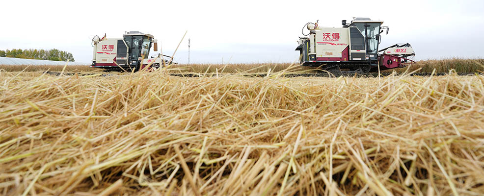 GLOBALink: Mengintip Suasana Panen di "Lumbung Padi" Heilongjiang, China