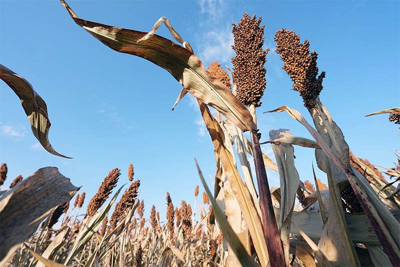 GLOBALink: Mengintip Suasana Panen di "Lumbung Padi" Heilongjiang, China