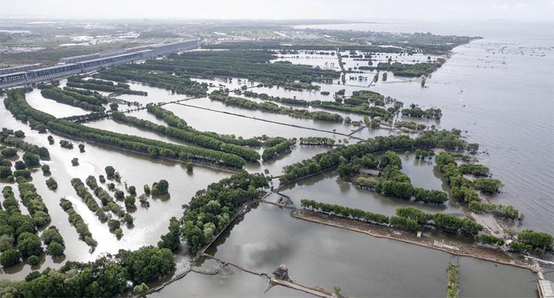 Indonesia Berpacu Pulihkan Hutan Bakau yang Menyusut di Tengah Erosi Pesisir