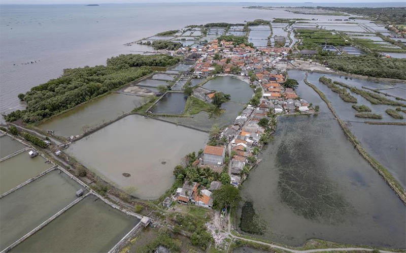 Pulihkan Hutan Bakau yang Menyusut di Tengah Erosi Pesisir