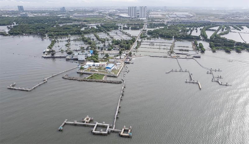 Indonesia Berpacu Pulihkan Hutan Bakau yang Menyusut di Tengah Erosi Pesisir