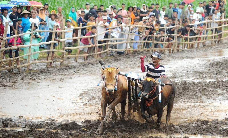 Album Asia: Menengok Keseruan Karapan Sapi Brujul di Probolinggo, Jawa Timur