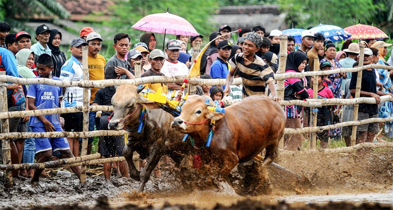 Album Asia: Menengok Keseruan Karapan Sapi Brujul di Probolinggo, Jawa Timur