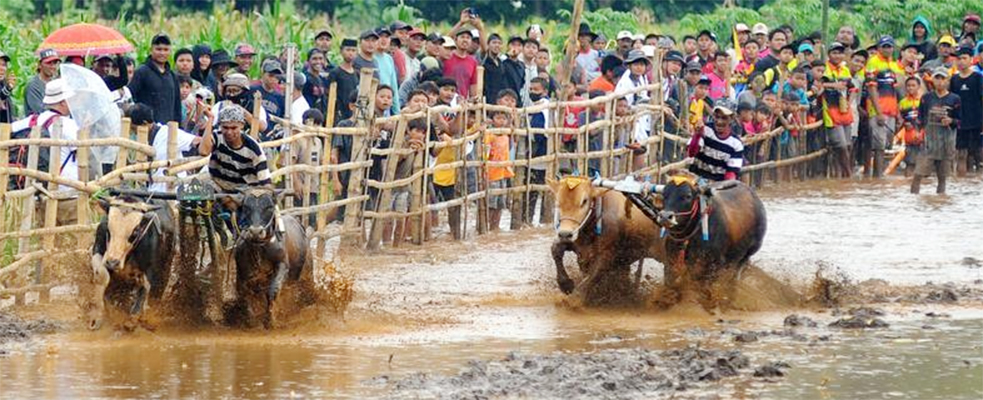 Album Asia: Menengok Keseruan Karapan Sapi Brujul di Probolinggo, Jawa Timur