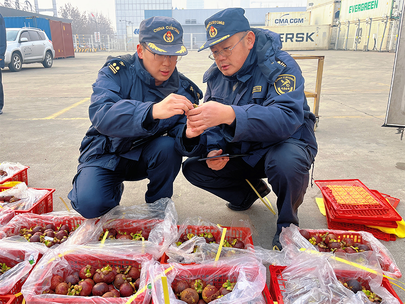 Manggis Segar dari Indonesia Serbu Pasar China Jelang Lonjakan Permintaan saat Liburan Imlek