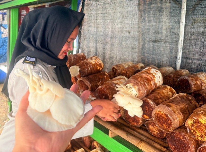 Panen Perdana Jamur, Bukti Keberhasilan Pembinaan Warga Binaan Lapas Perempuan Batam