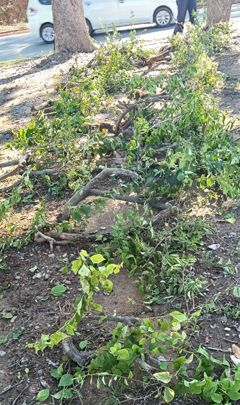 BP Kecam Perusakan Puluhan Tanaman Bugenvil, Ariastuty: Tindakan Vandalisme Ini Ciderai Semangat Kolektif Program Penataan Kota