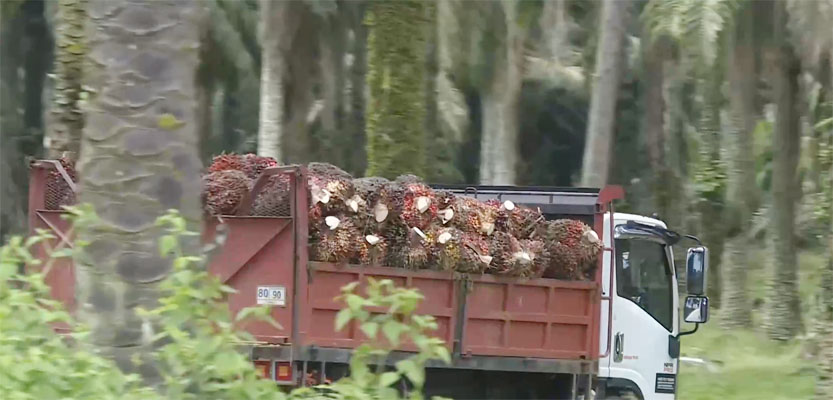 Prospek Minyak Sawit Malaysia Terdongkrak Permintaan Biodiesel dan Kenaikan Biaya