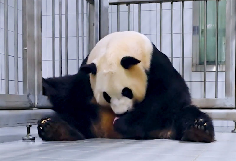 Everland Korsel akan Luncurkan Kampanye Publik untuk Pemberian Nama Bayi Panda Raksasa