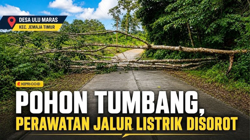 Pohon Tumbang Kembali Putuskan Listrik di Jemaja Timur, BPBD Dorong Perawatan Rutin Jalur Jaringan PLN