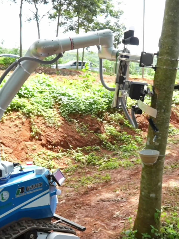 Robot Penyadap Karet Pintar Jalani Uji Coba di China Barat Daya