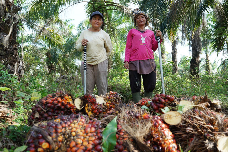 Koperasi jadi Pilar Strategi Agrinas Palma Bangun Ekosistem Agribisnis Perkebunan