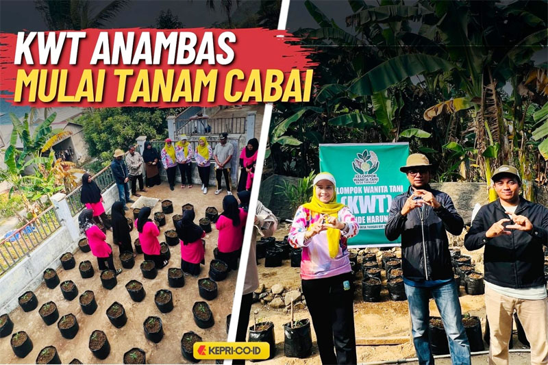 Tiga KWT Anambas Mulai Gerakan Tanam Cabai untuk Perkuat Ketahanan Pangan