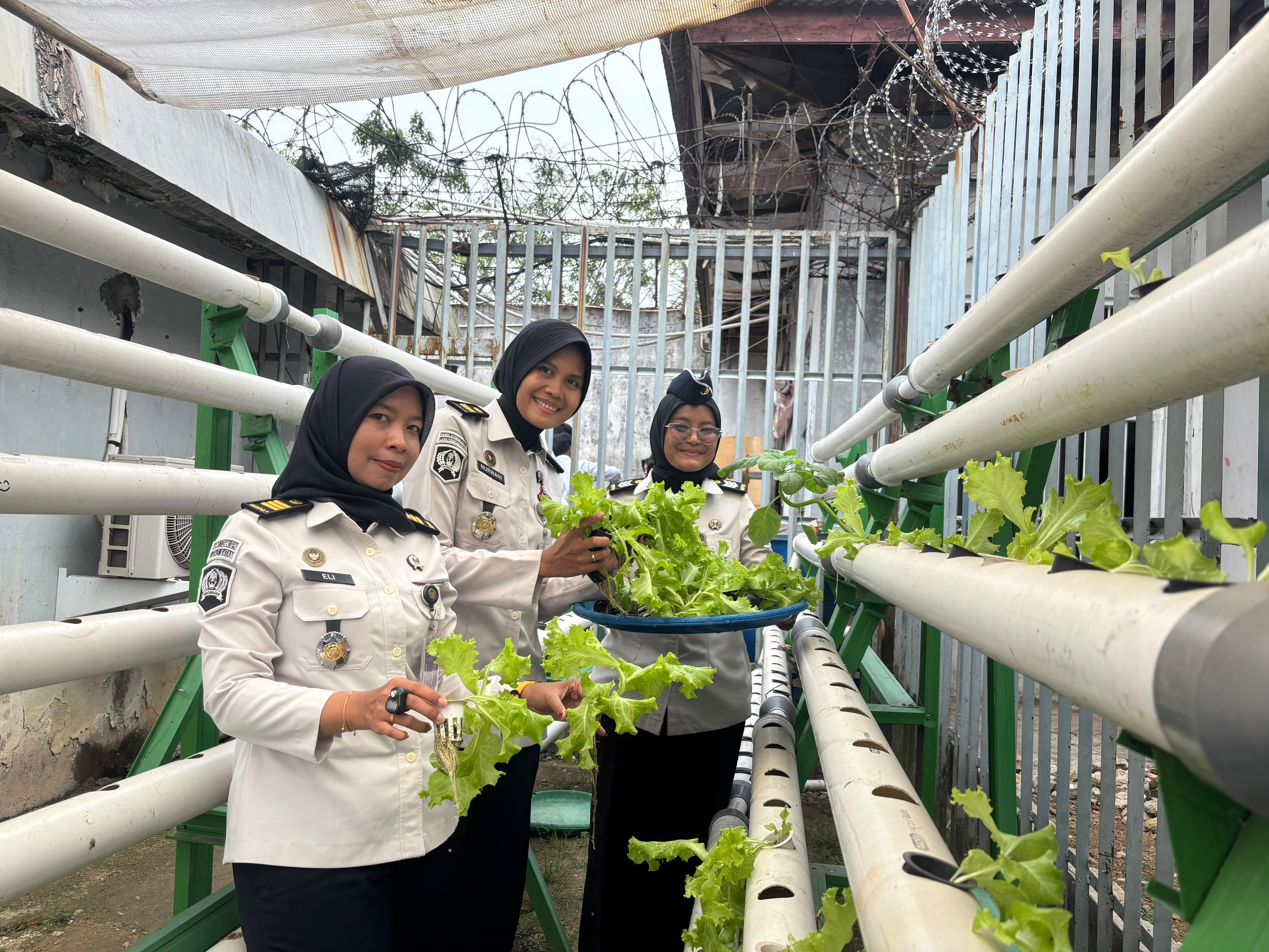 Dukung Program Ketahanan Pangan, Lapas Perempuan Batam Laksanakan Panen Selada