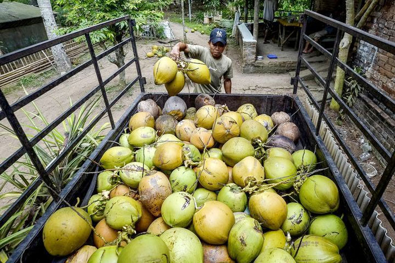 Feature: Kelapa kian Diburu, dari Lapak di Bogor hingga Pasar Tiongkok
